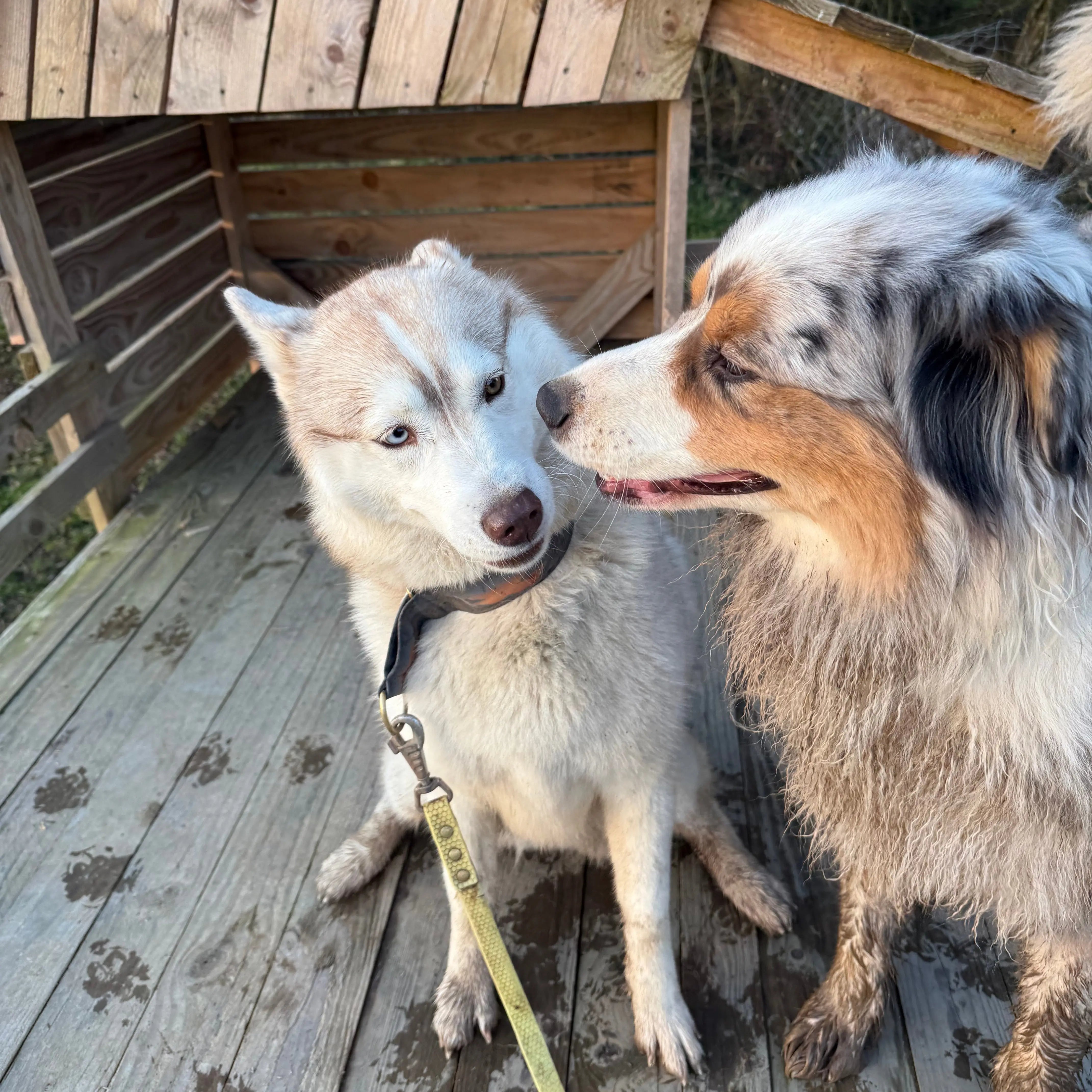 Promotions Dog&Cat étoiles