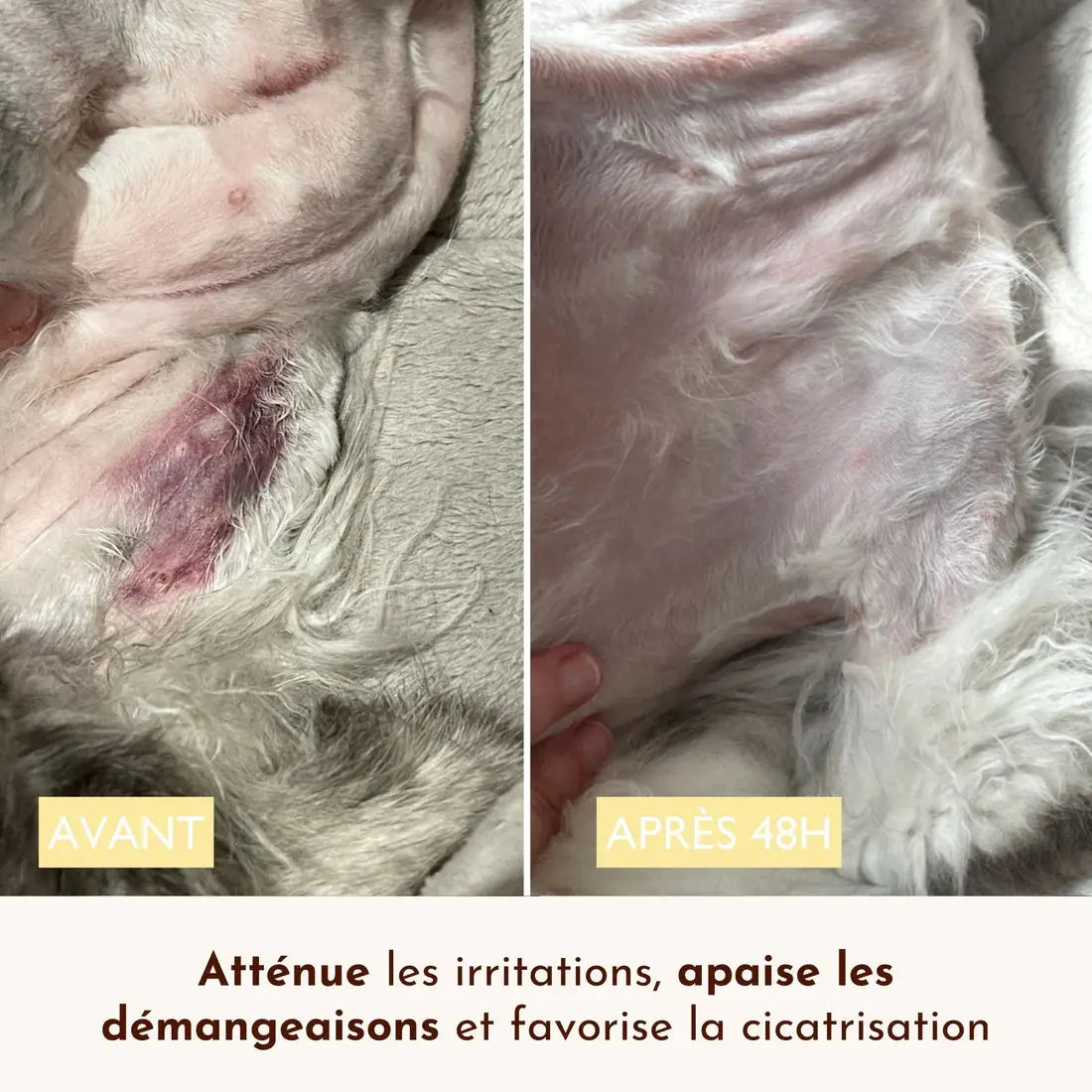 Baume Chaman DEXTER & MANGO