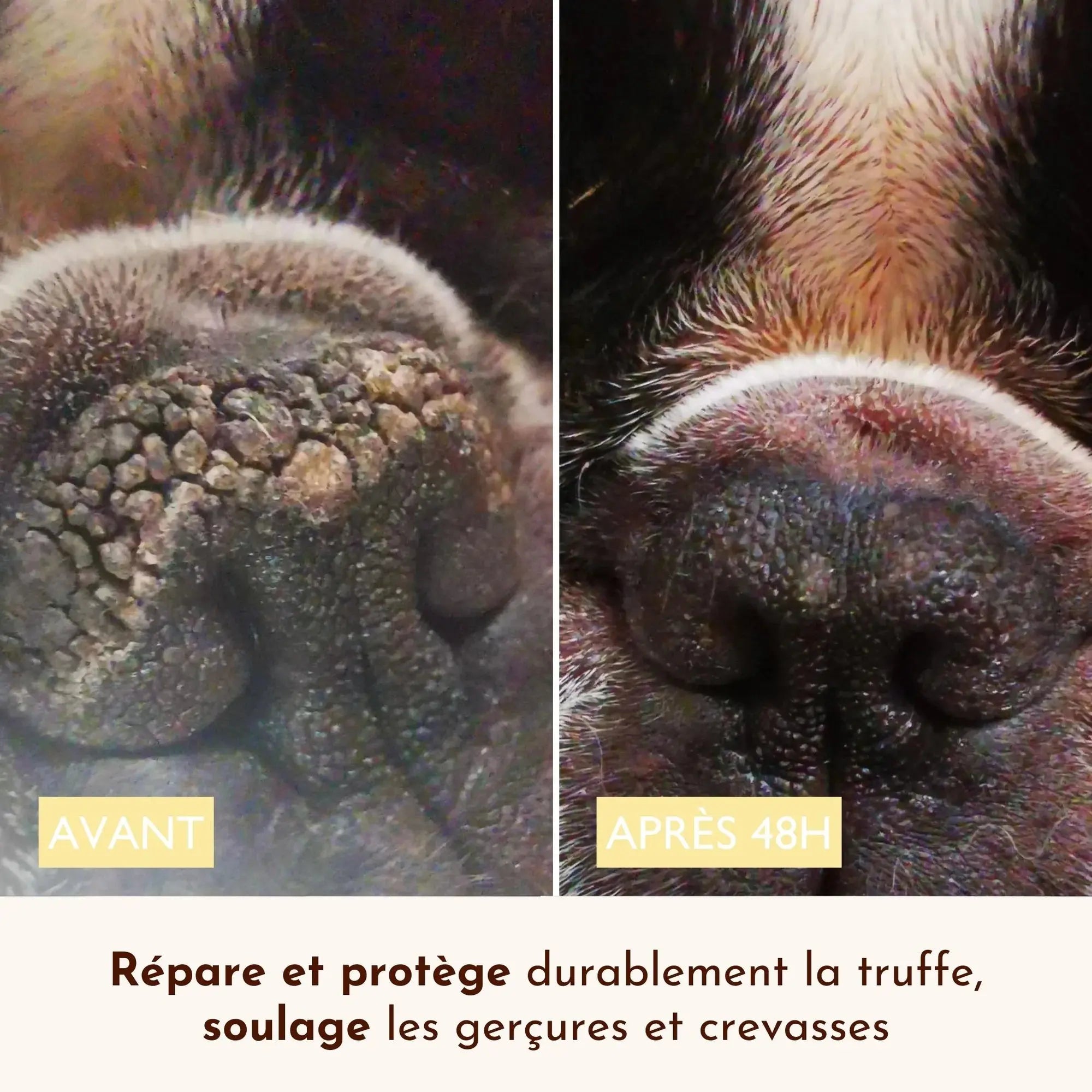 Baume belle truffe DEXTER & MANGO