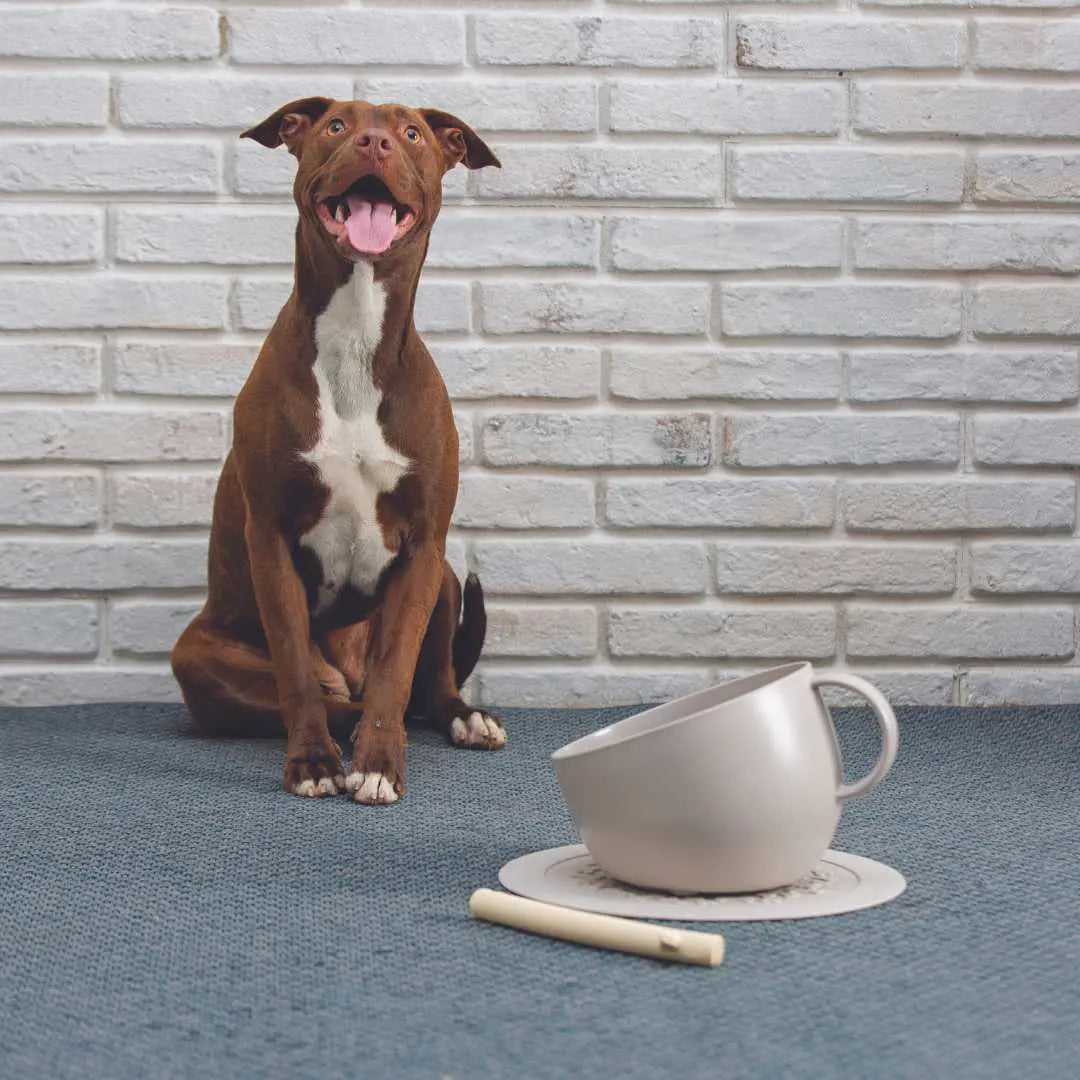 Bol XXL Écologique Anti-Éclaboussures UNITED PETS