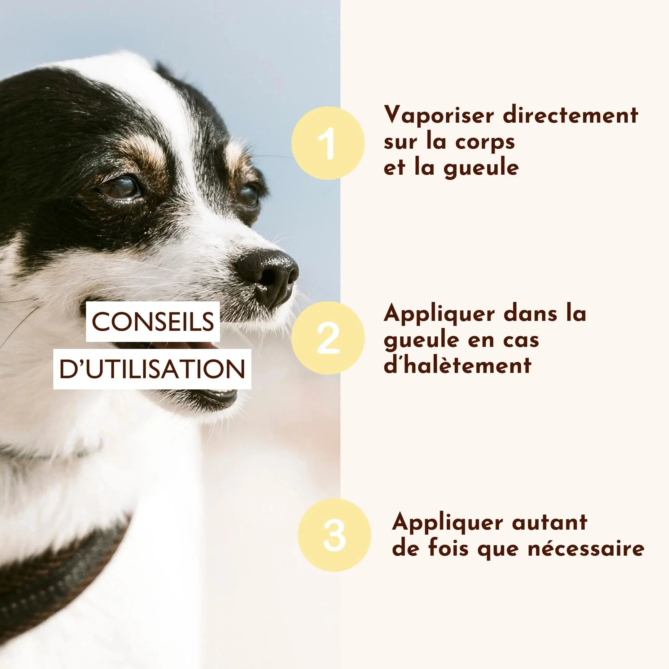 Brume pour chien rafraîchissante – Fée du frais DEXTER & MANGO