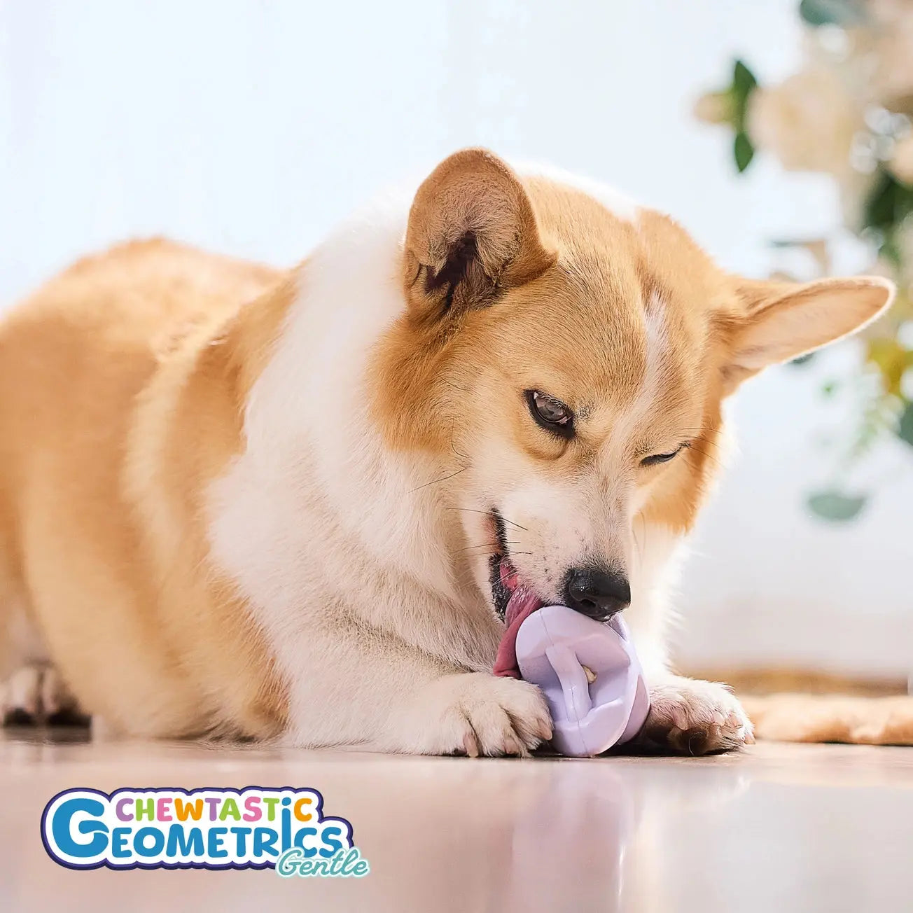 Chewtastic Geometrics - Jouets pour chiens - Jouets à mâcher DOG & CAT ETOILES
