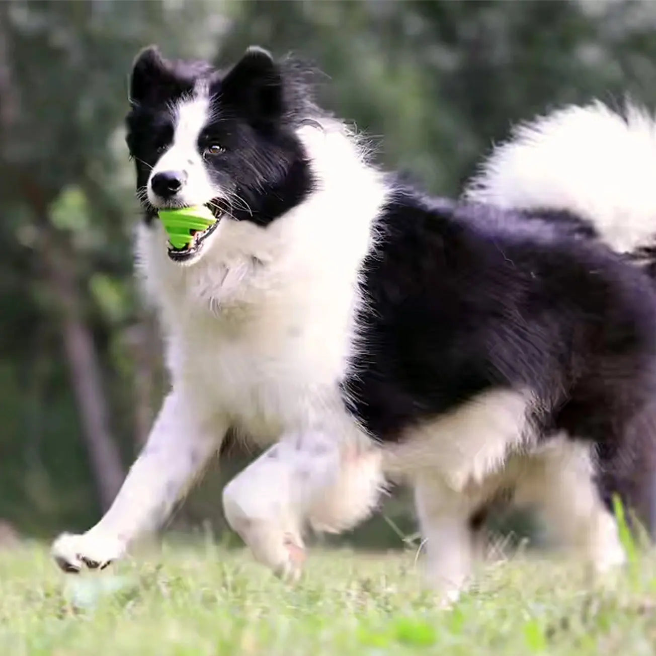 Chewtastic Geometrics - Jouets pour chiens - Jouets à mâcher DOG & CAT ETOILES