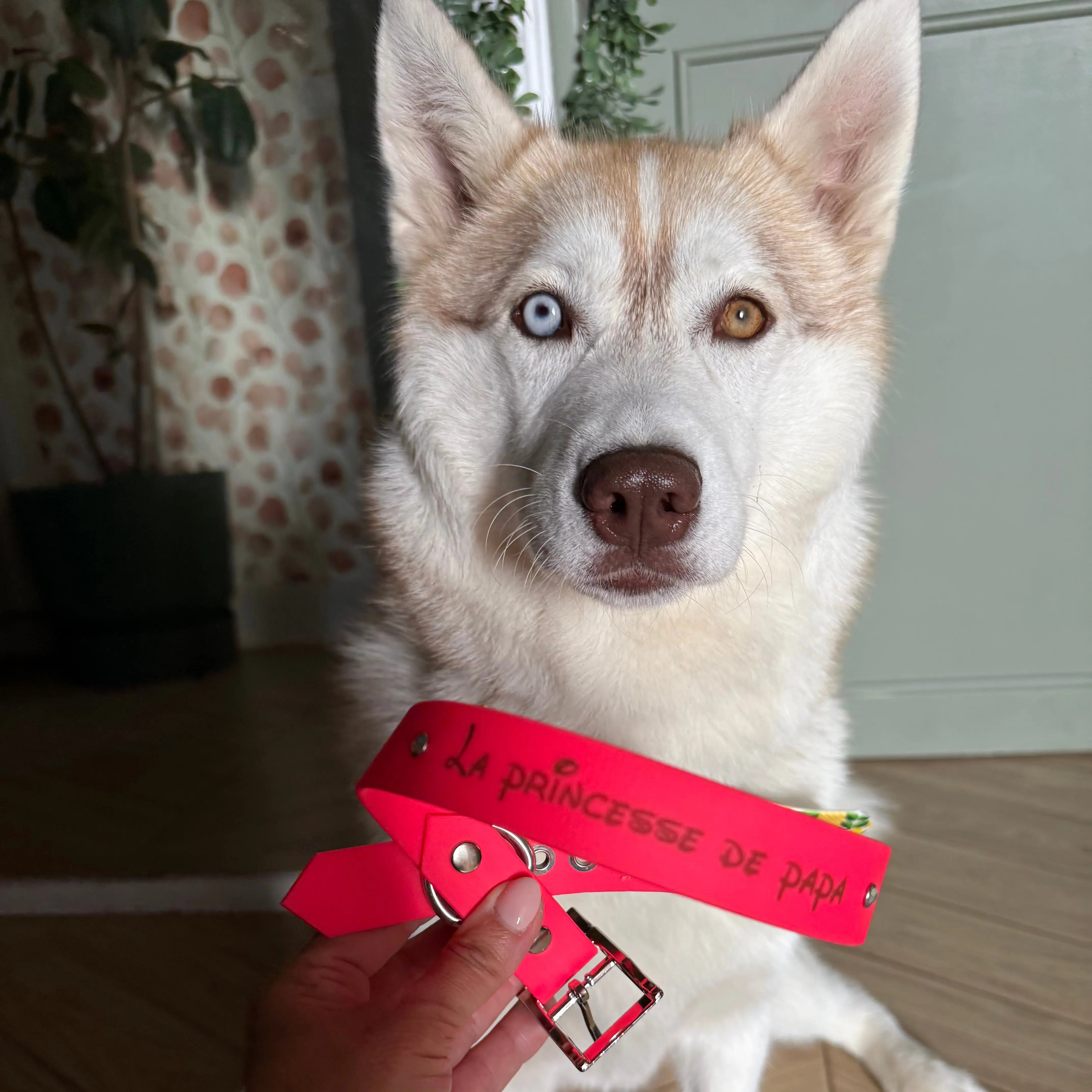 Collier Personnalisé en TPU DOG & CAT ETOILES