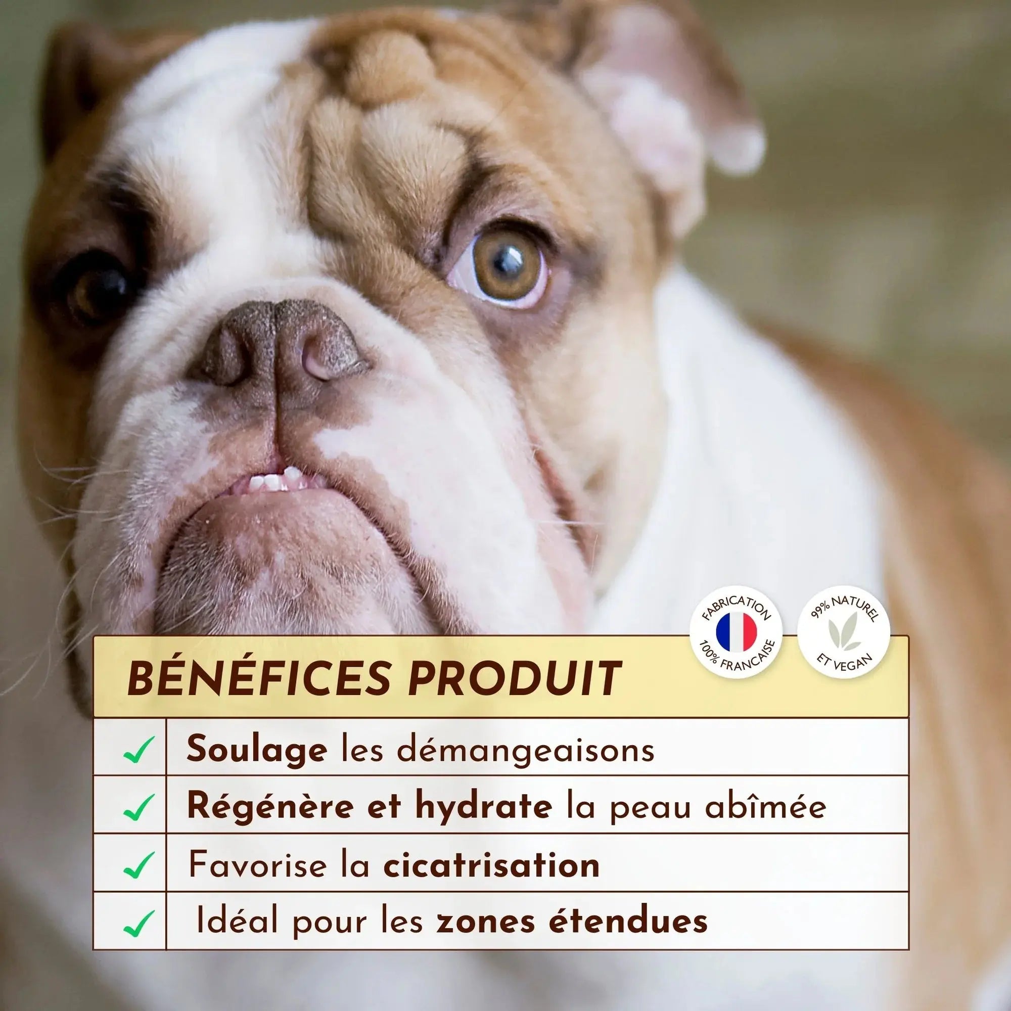 Démangeaison chien - l'eau miraculeuse DEXTER & MANGO