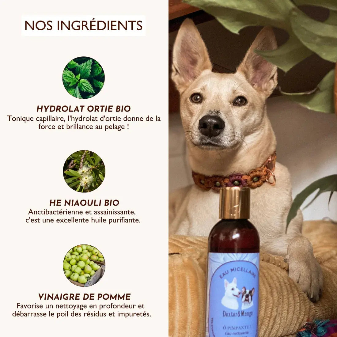 Eau micellaire nettoyante – Ô Pimpante ! DEXTER & MANGO