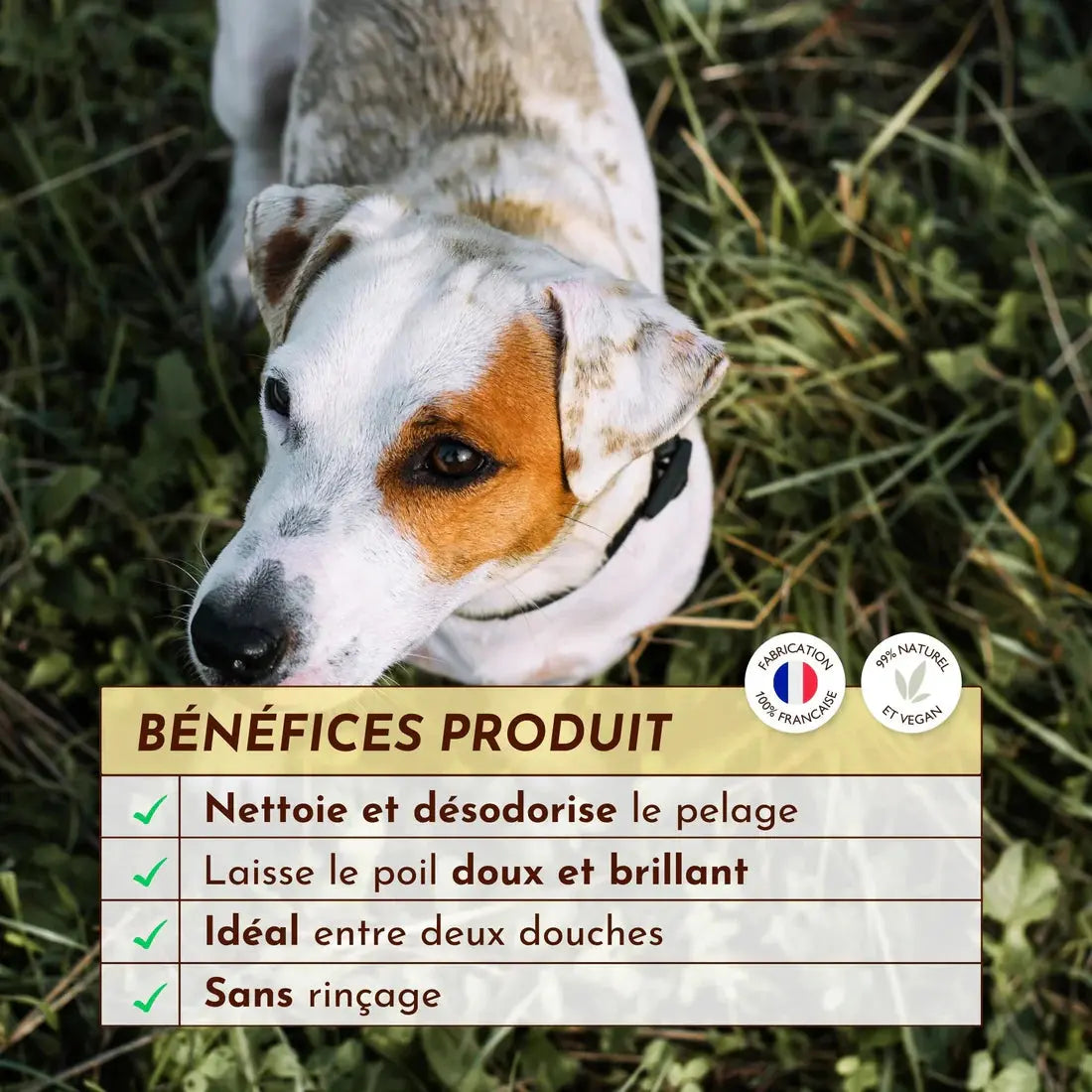 Eau micellaire nettoyante – Ô Pimpante ! DEXTER & MANGO