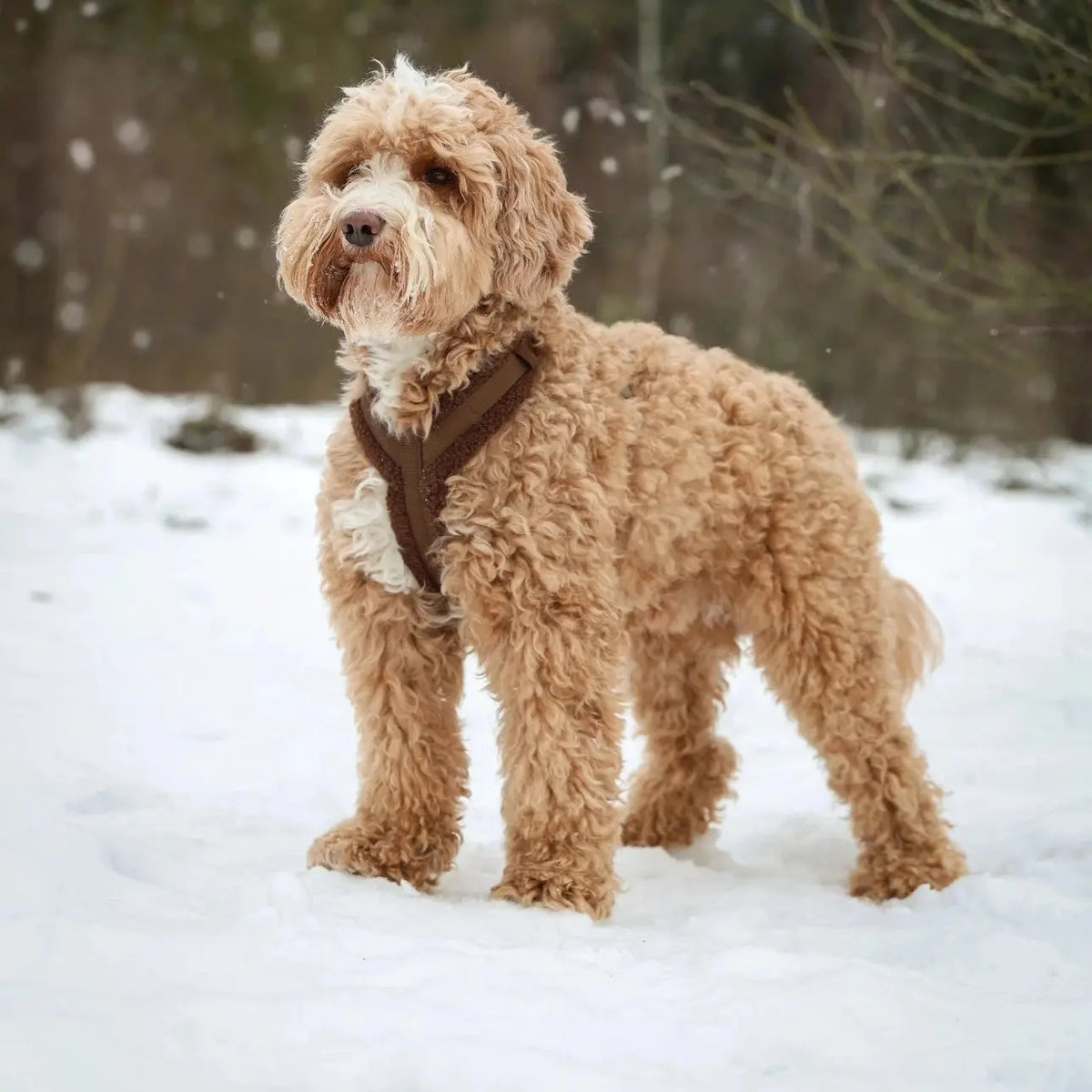 FURLOU - Harnais en Sherpa DOG COPENHAGEN