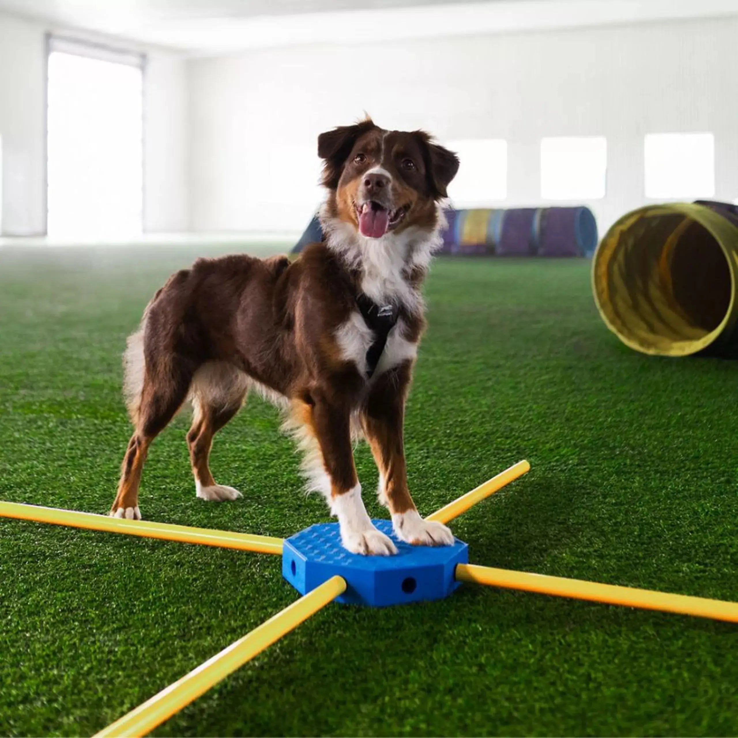 FitPAWS FitKinect Core – Système de fitness & rééducation chien FITPAWS
