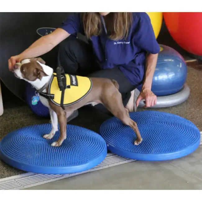 FitPaws Balance Disc – Disque d’équilibre chien FITPAWS