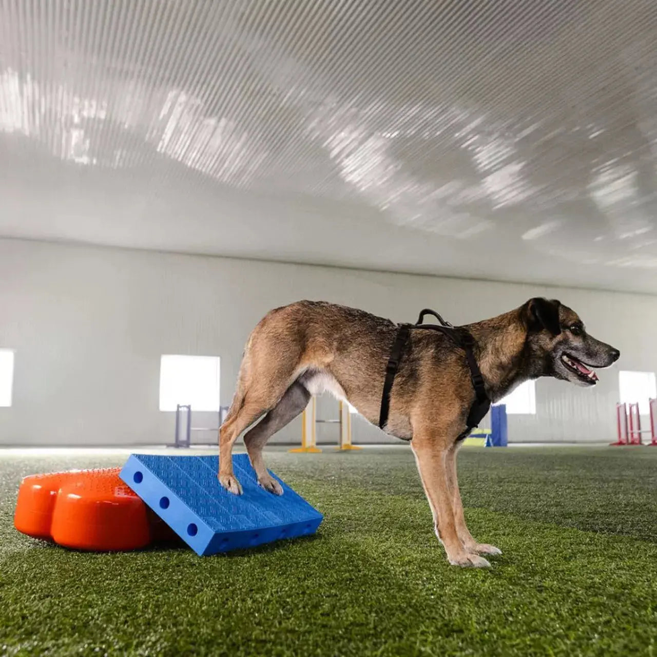 FitPaws FitKinect Upgrade Kit Rectangles – Extension fitness chien FITPAWS