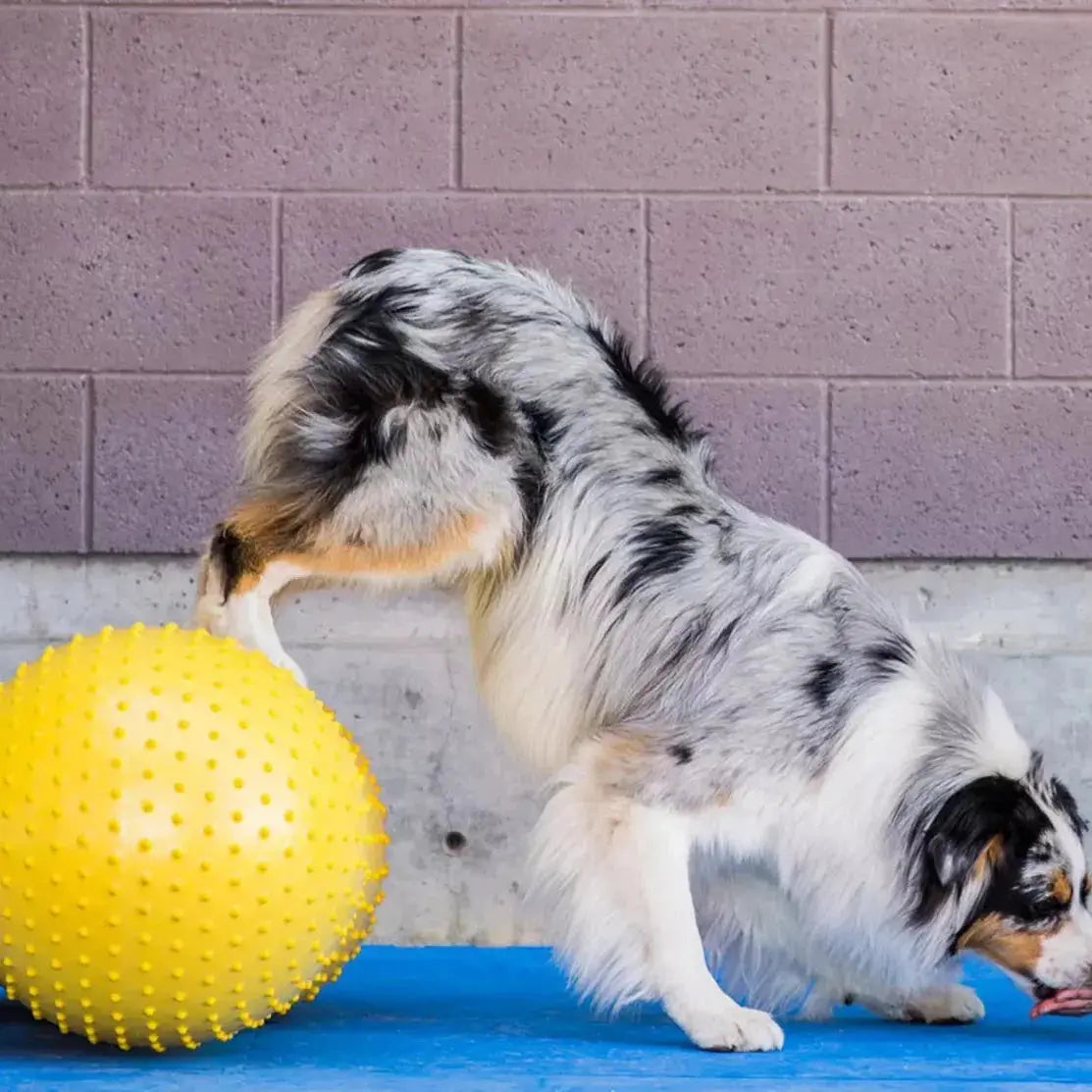 FitPaws Peanut TRAX – Ballon fitness & équilibre pour chien FITPAWS
