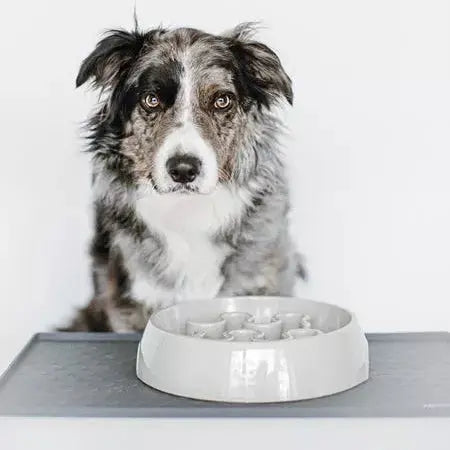 Gamelle Anti-Glouton Grand Chien INOOKO