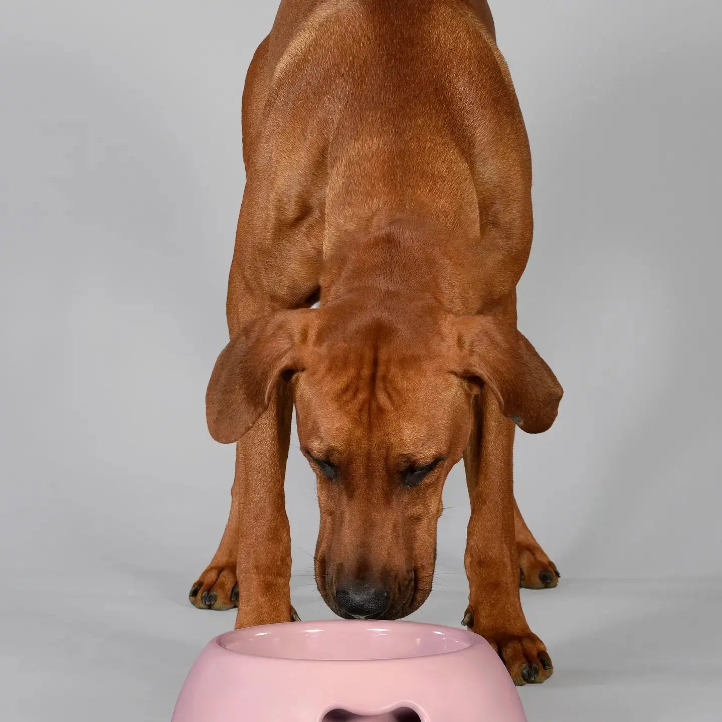 Gamelle Écologique Indestructible UNITED PETS