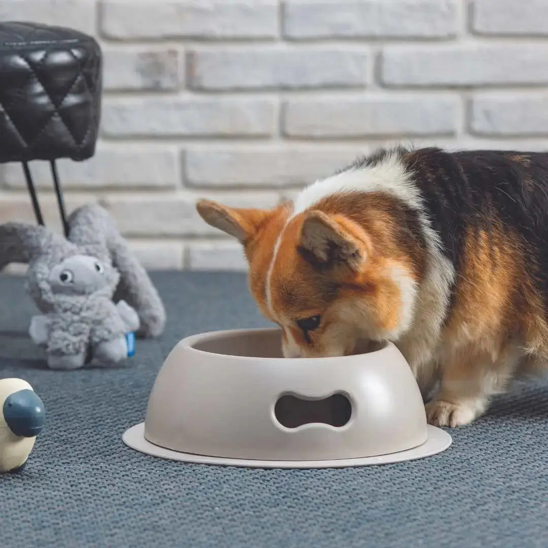 Gamelle Écologique Indestructible UNITED PETS