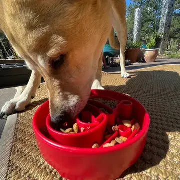 Gamelle enrichissement –Santa SODAPUP