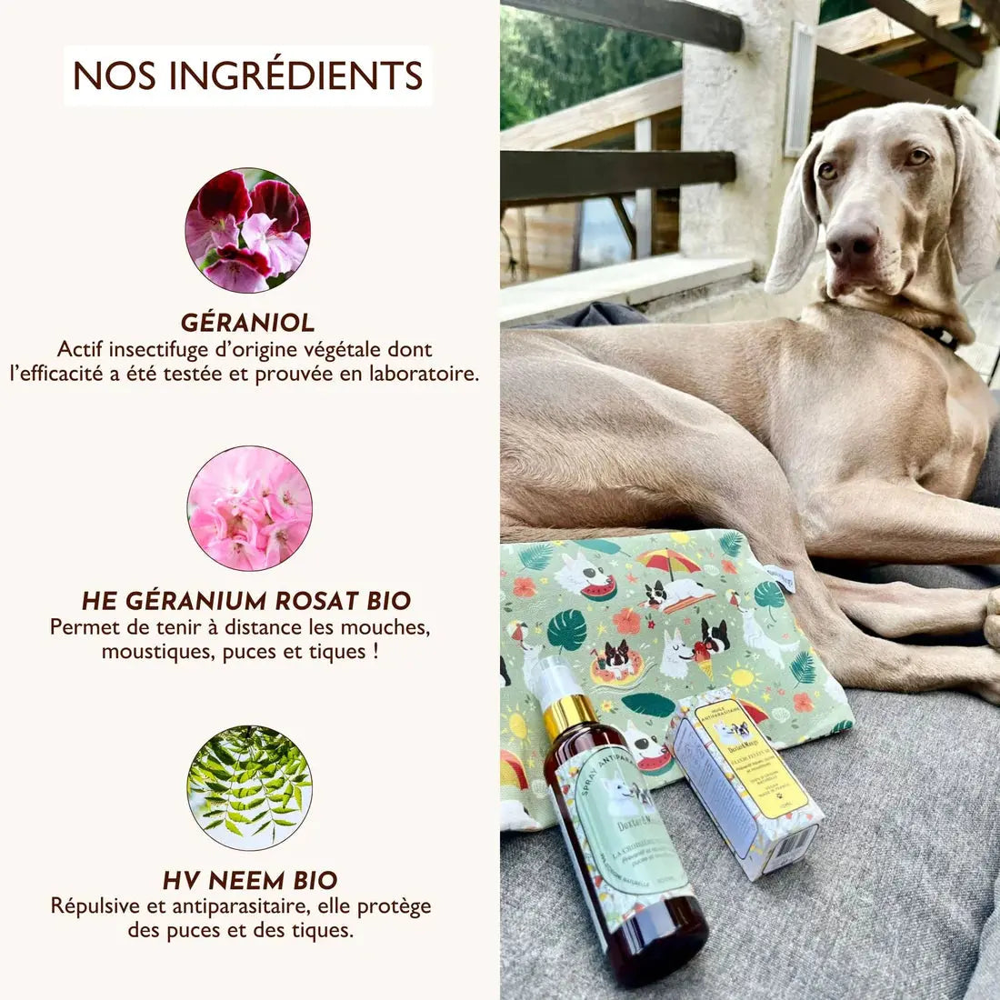 Huile antiparasitaire, élixir Fèléfuir DEXTER & MANGO