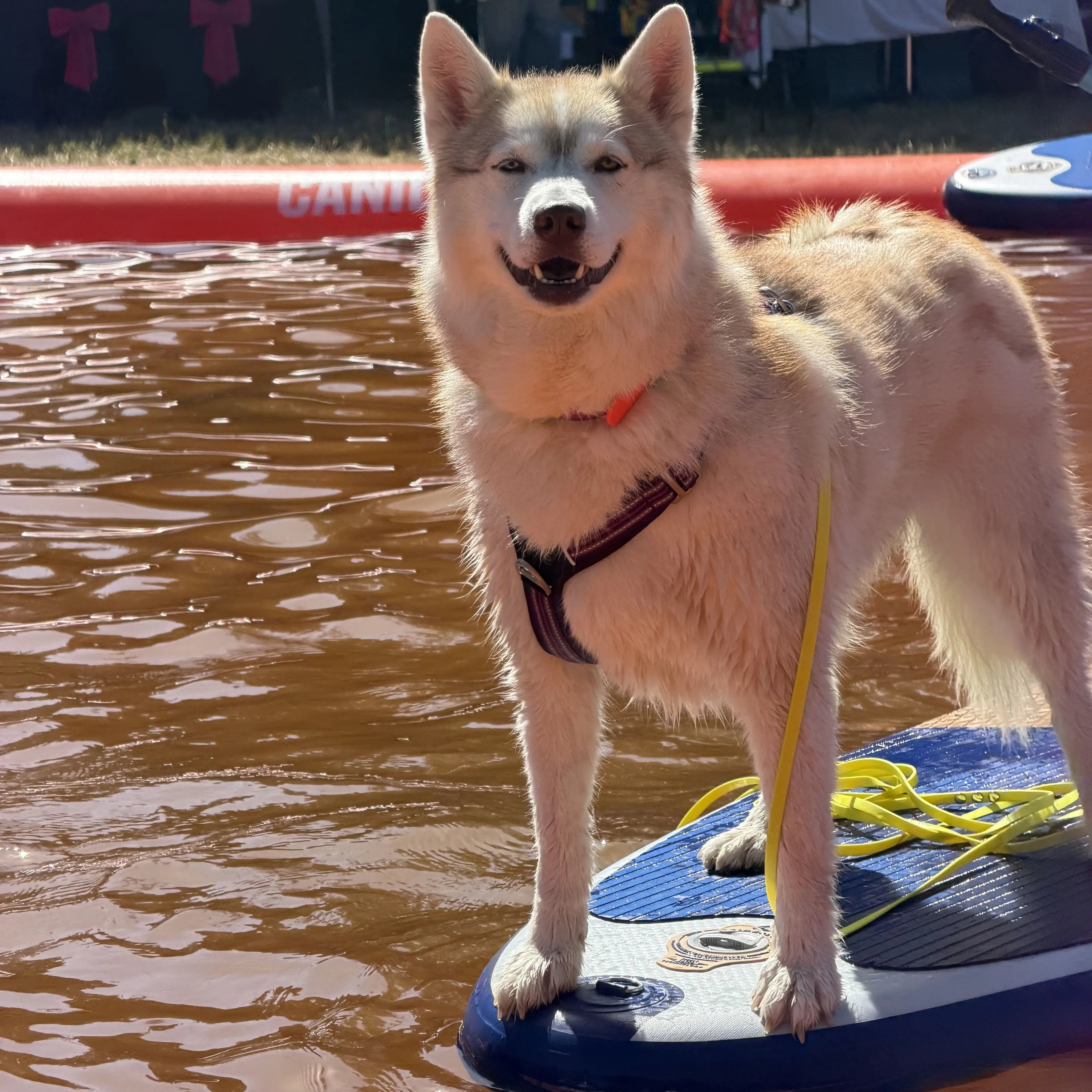 Initiation Paddle Canin 🐶🏄 – Semaine du 29 Juin au 5 Juillet DOG & CAT ETOILES