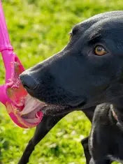 Jouet à lécher – Bâton cible à lécher SODAPUP