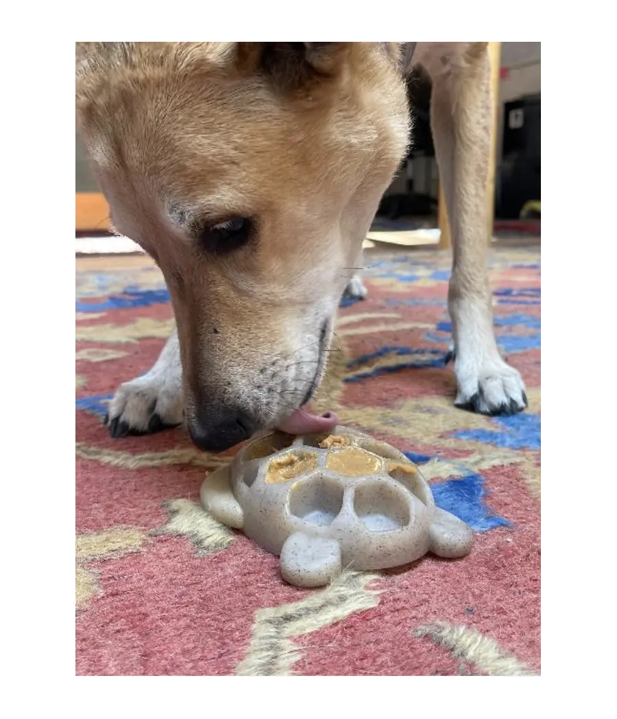 Jouet a lecher –Tortue SODAPUP