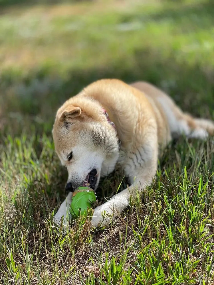 Jouet d’occupation – Wayne lutin d'élite SODAPUP