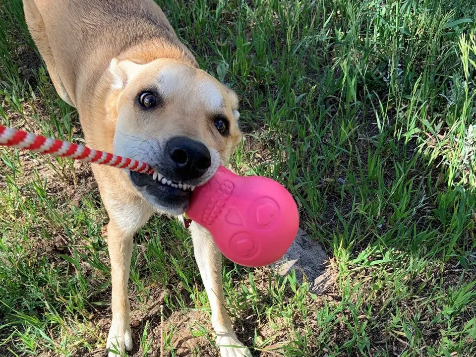 Jouet de récompense – Skull SODAPUP
