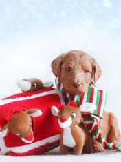 Jouet enrichissement – Rennes du Père Noël ZIPPYPAWS