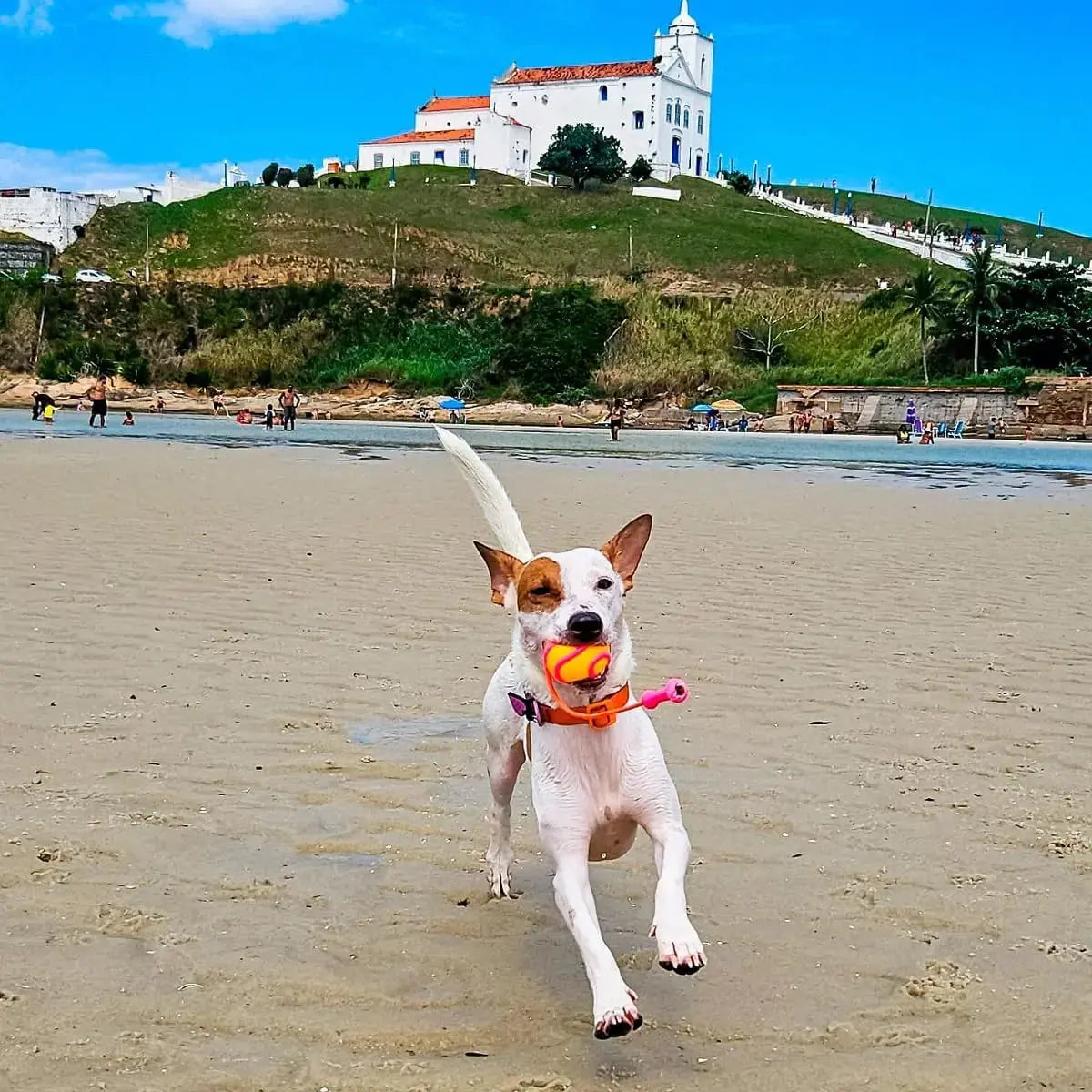 Kong -Bunji High-Viz Ball KONG