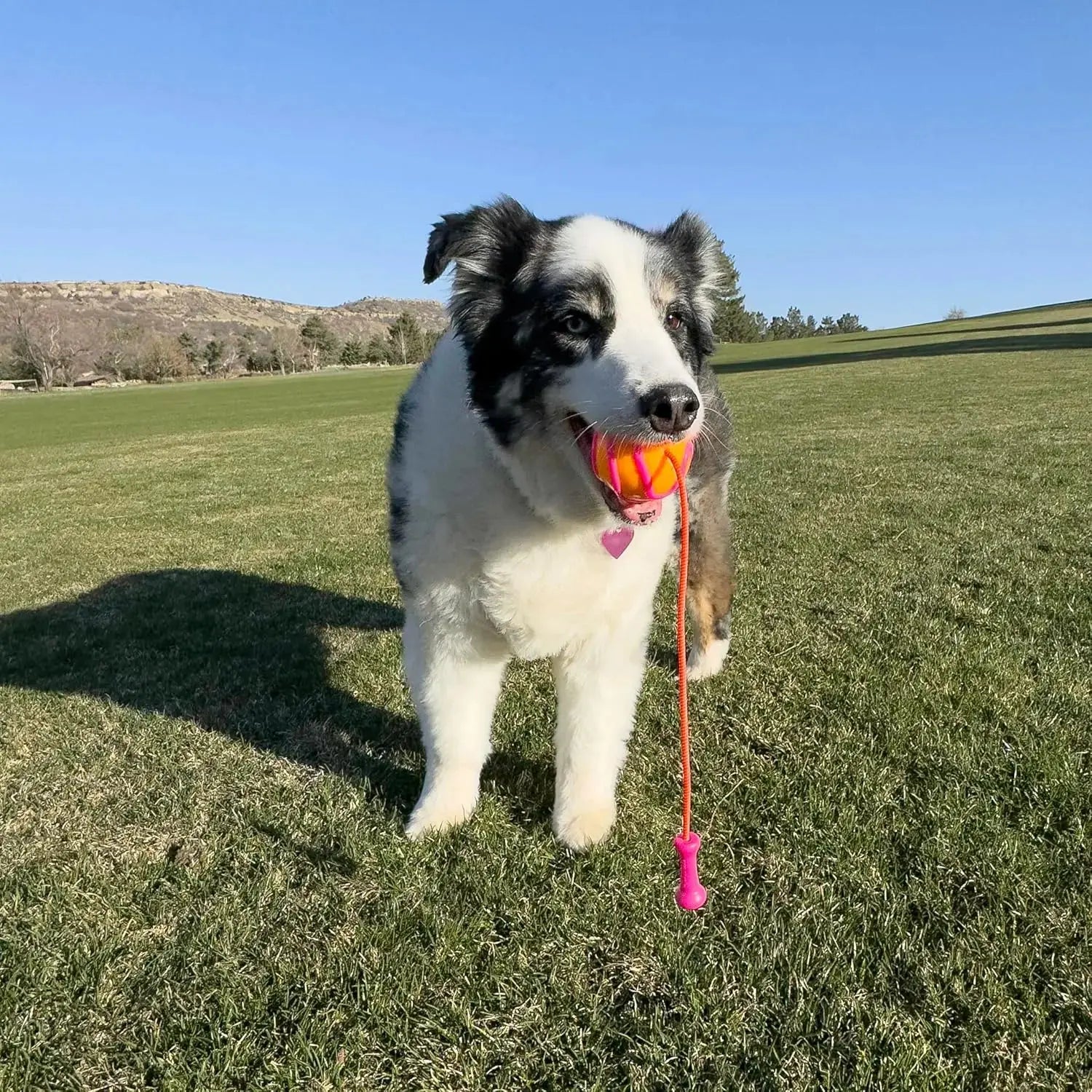 Kong -Bunji High-Viz Ball KONG