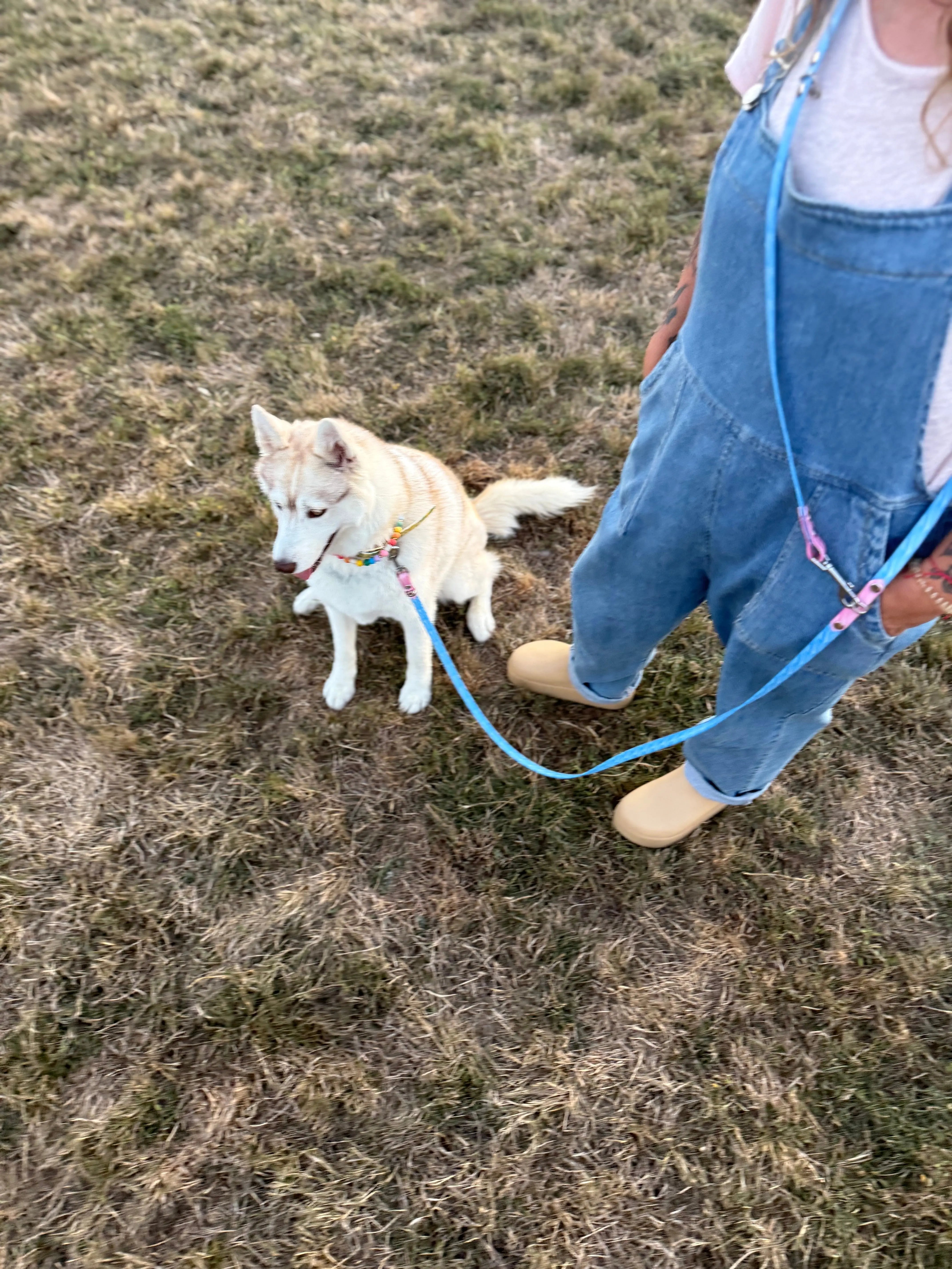 Laisse multipositions Personnalisée en TPU DOG & CAT ETOILES