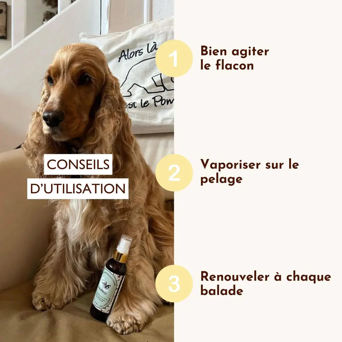 Lotion antiparasitaire, la croisière sans bête DEXTER & MANGO