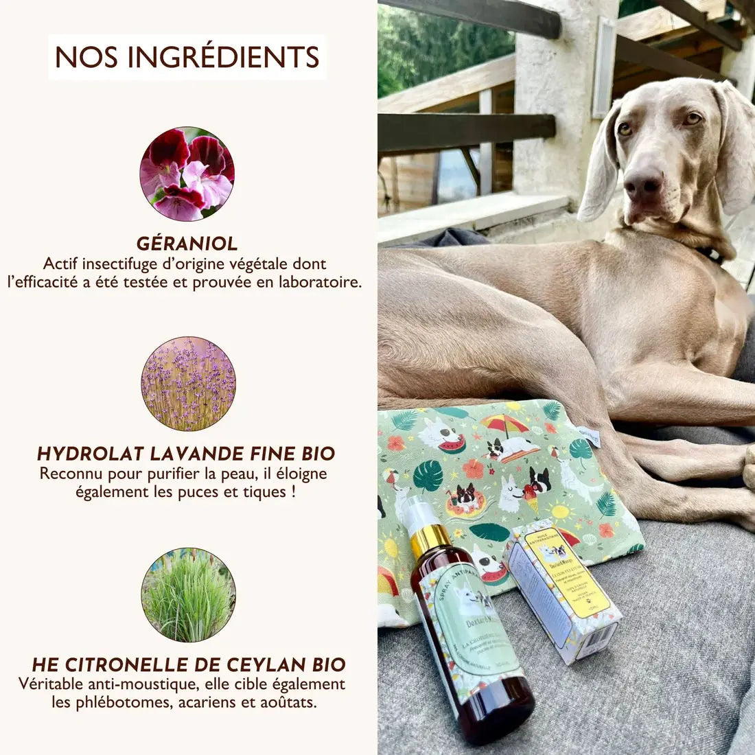 Lotion antiparasitaire, la croisière sans bête DEXTER & MANGO