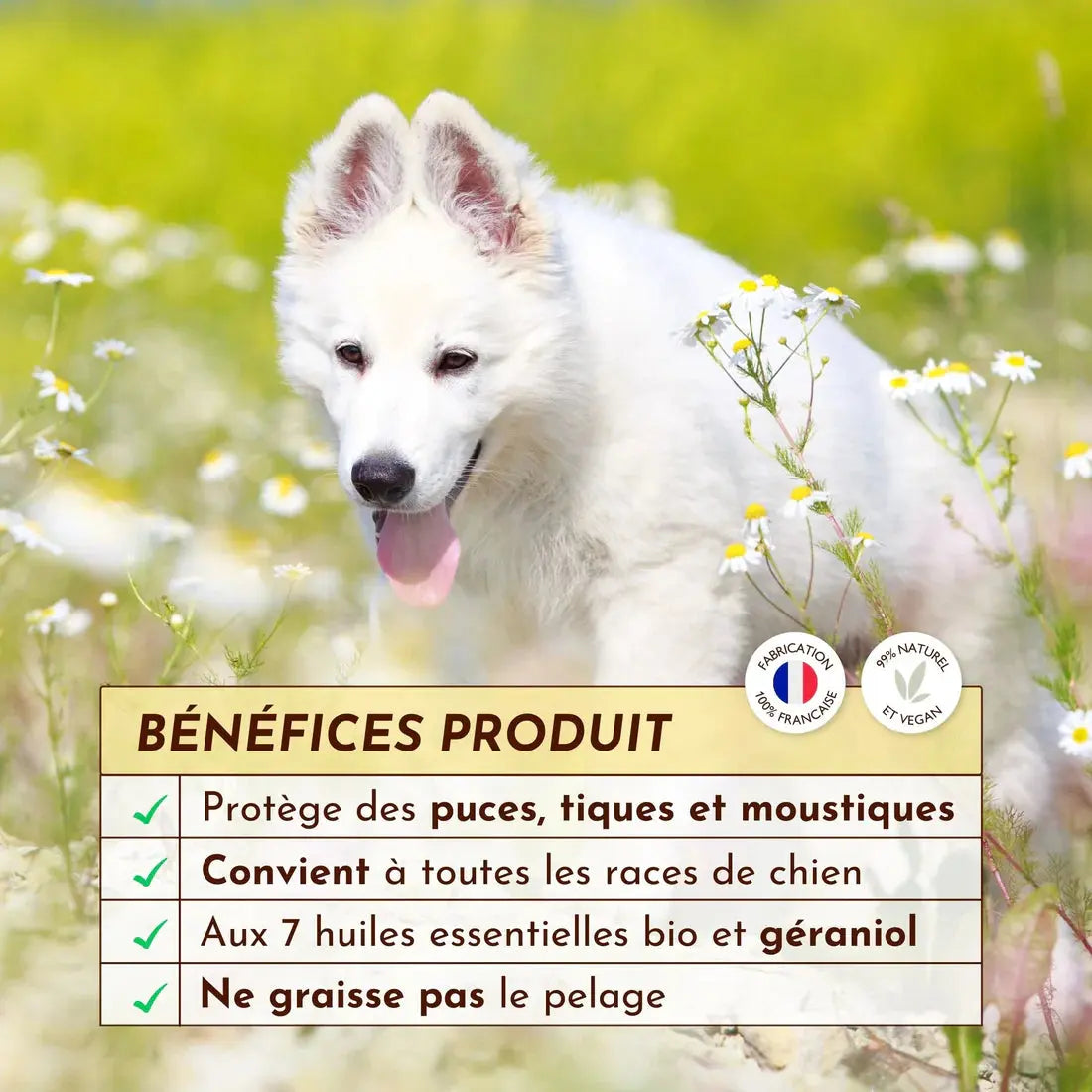 Lotion antiparasitaire, la croisière sans bête DEXTER & MANGO