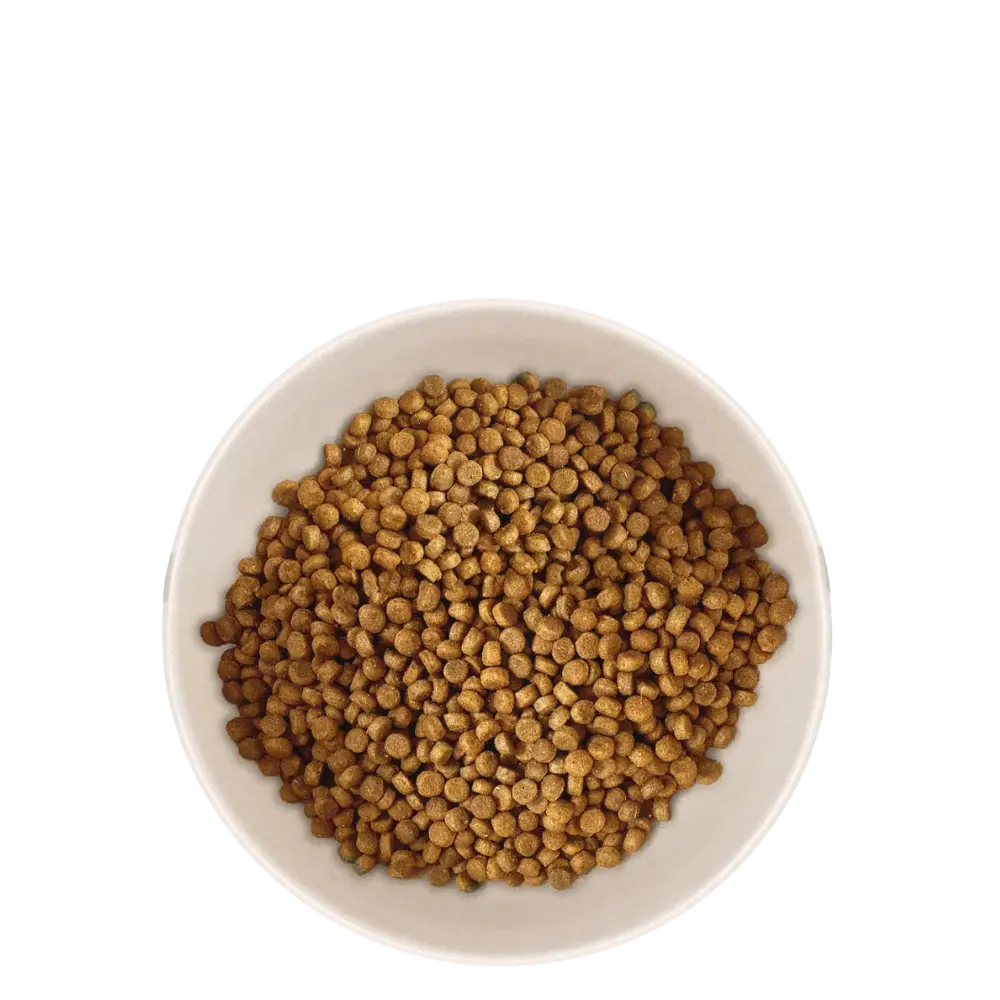 Marly & Dan -Croquettes Chaton Marly & Dan