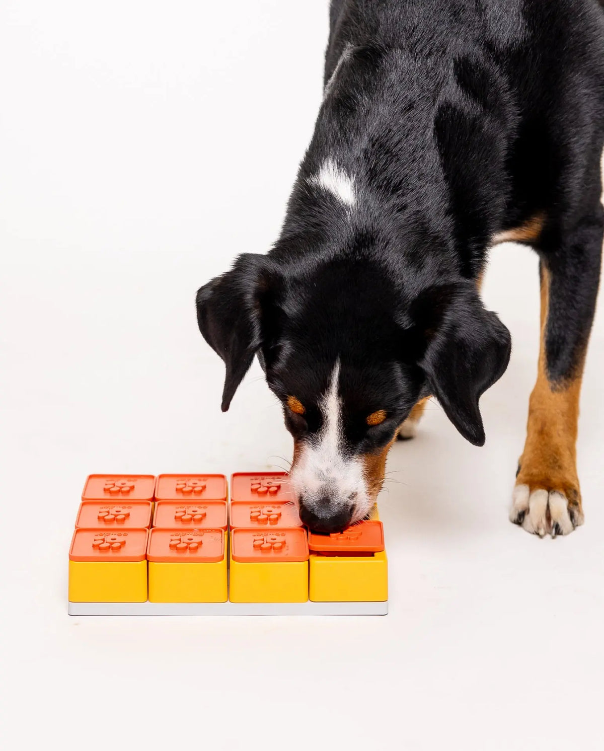 PAWZLER - Jouet d’intelligence – Treat Maze - Niveau 3 PAWZLER