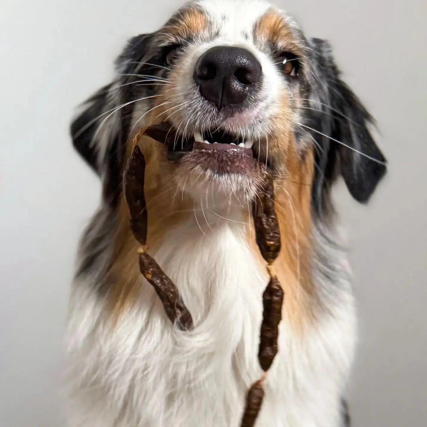 Salami de dinde - Friandises pour chiens - Cooka's Cookies COOKA'S COOKIES