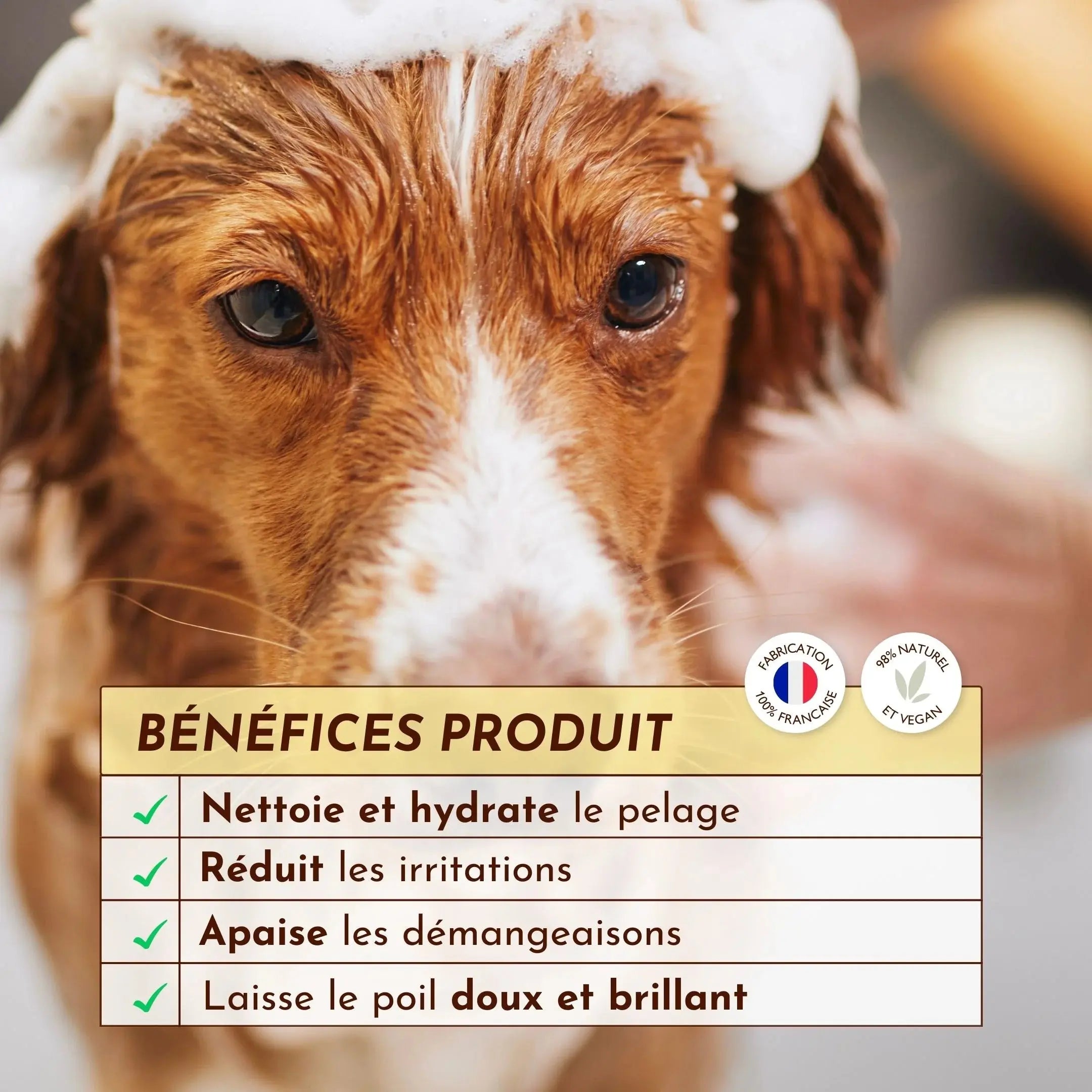 Shampoing anti démangeaison chien – Le Miraculeux DEXTER & MANGO