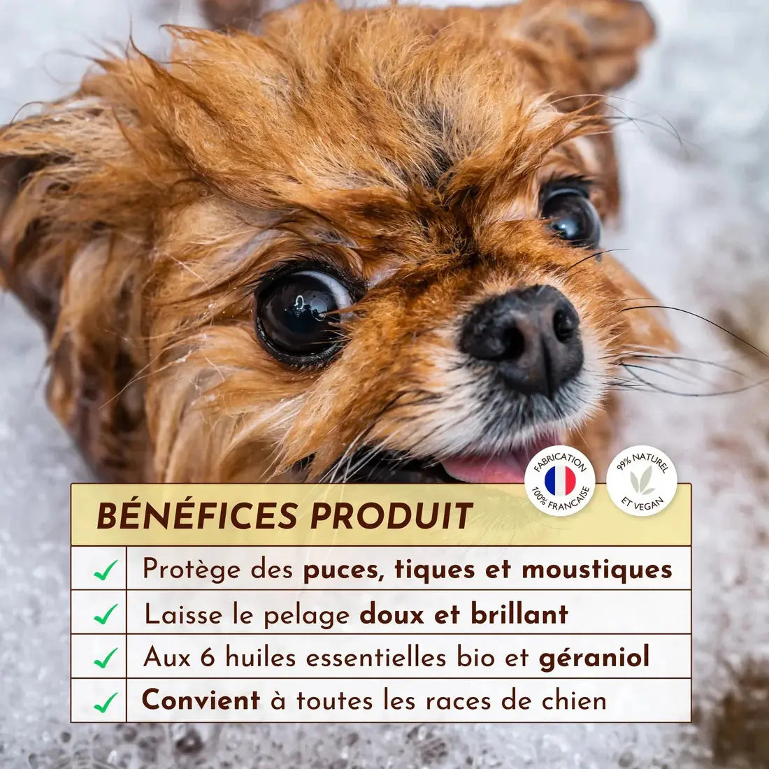 Shampoing solide antiparasitaire, Sauve-qui-peut ! DEXTER & MANGO