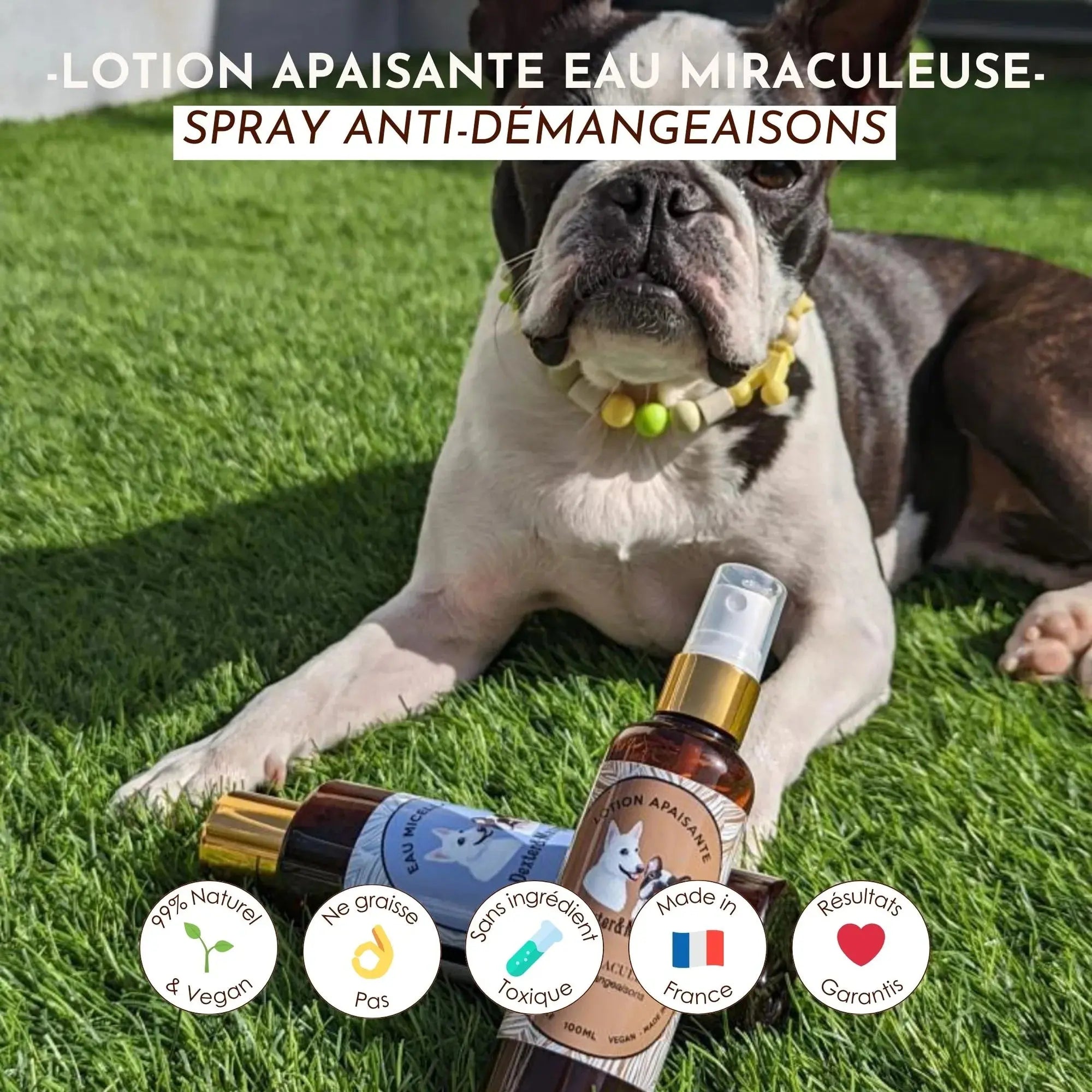 Shampoing solide chiot - P'tit mousse DEXTER & MANGO