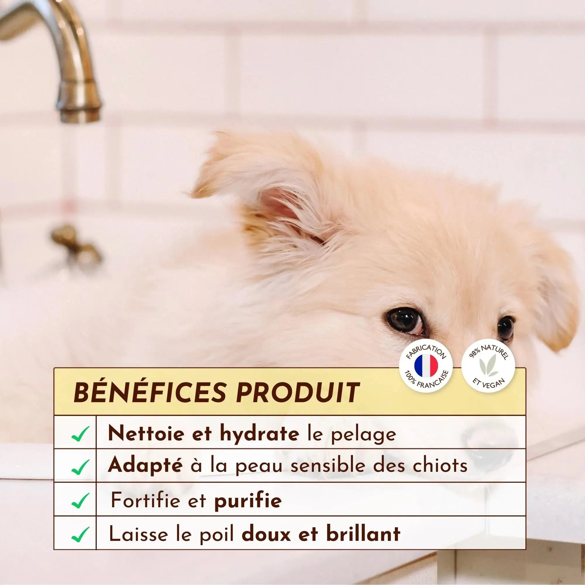 Shampoing solide pour chiot - P'tit mousse DEXTER & MANGO