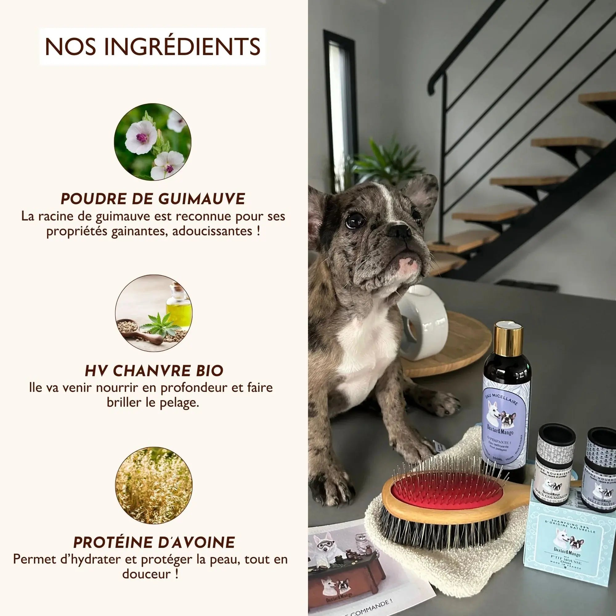 Shampoing solide pour chiot - P'tit mousse DEXTER & MANGO