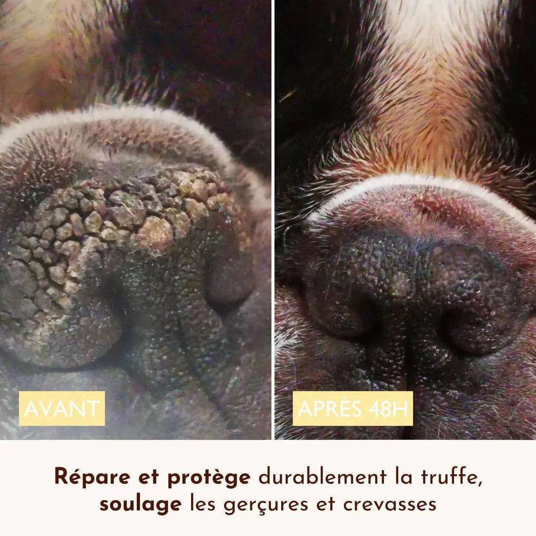 Stick Belle truffe DEXTER & MANGO