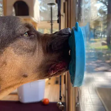 Tapis de lechage – E-coin SODAPUP