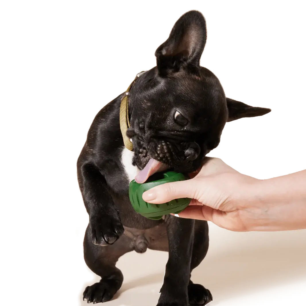 WOOF - Pupsicle WOOF