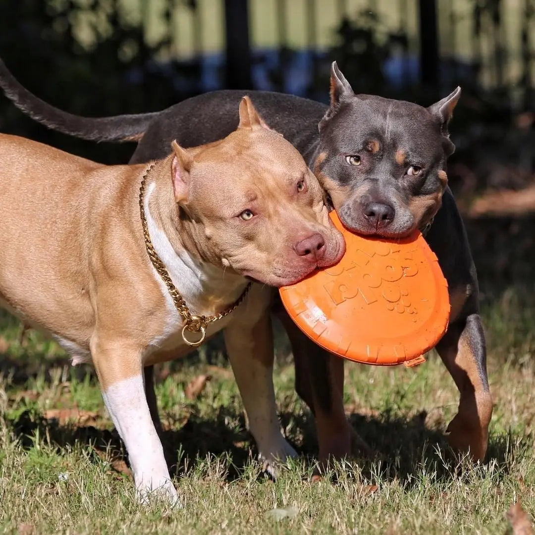 Jouets Dog&Cat étoiles