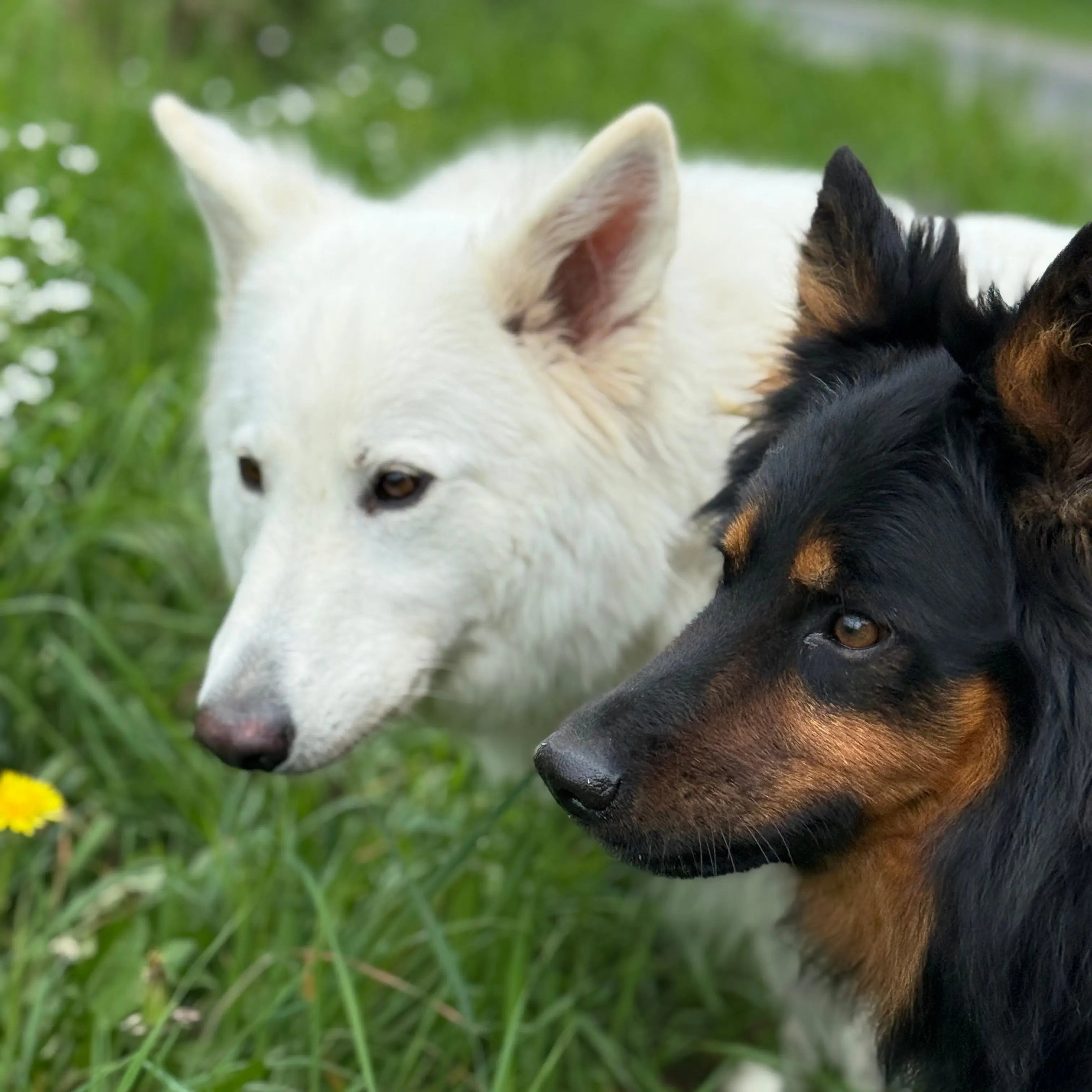Nouveautés Dog&Cat étoiles