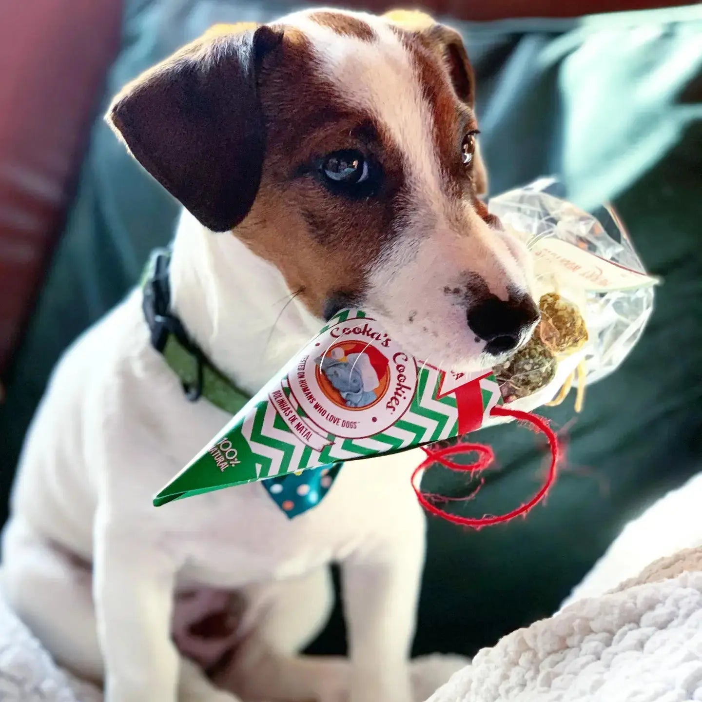 Biscuits de Noël pour chien - Christmas Balls - Cooka's Cookies COOKA'S COOKIES