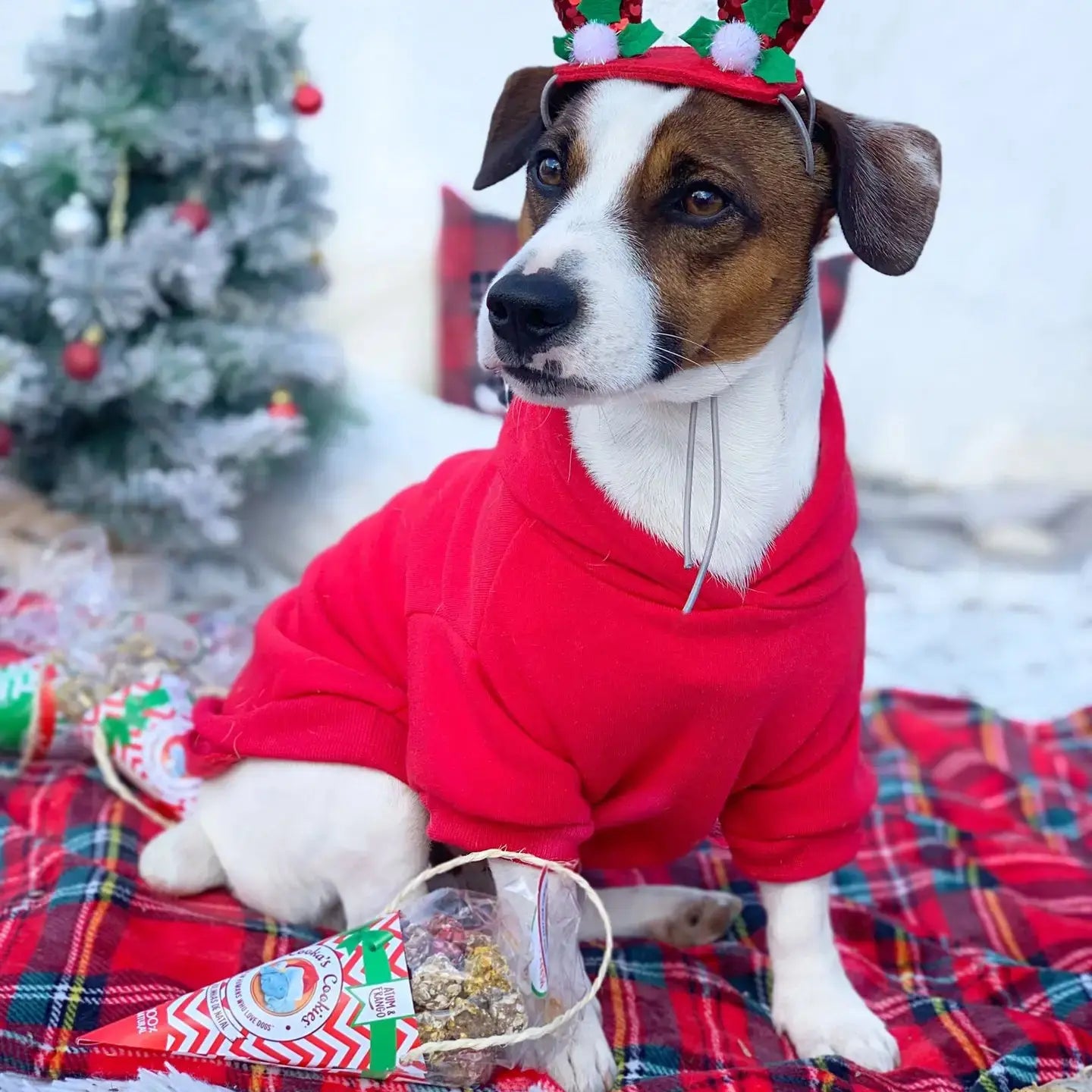 Biscuits de Noël pour chien - Christmas Balls - Cooka's Cookies COOKA'S COOKIES