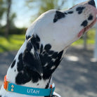 Collier Personnalisé bicolore en PAWTEX DOG & CAT ETOILES