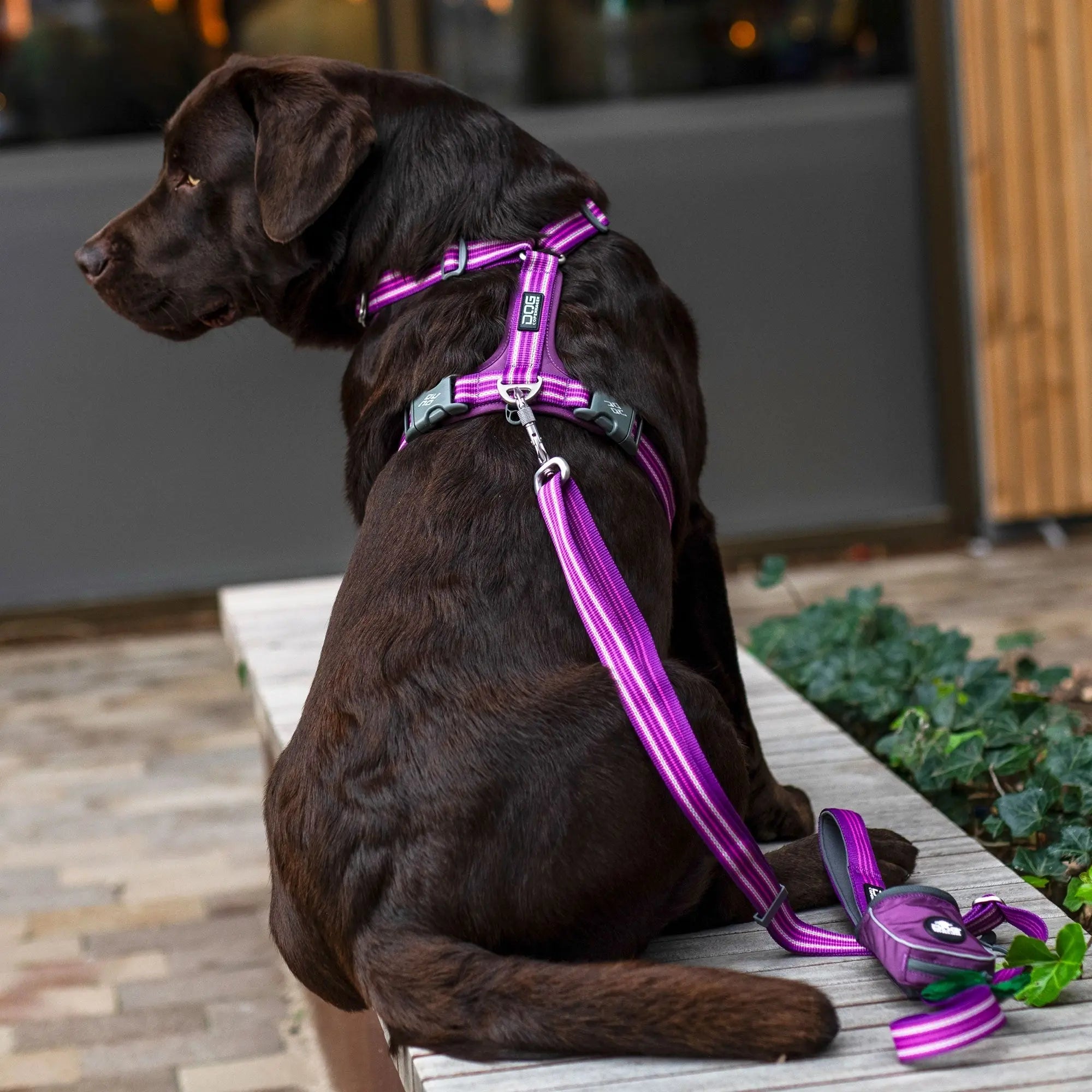 DOG COPENHAGEN - Harnais Comfort Walk Air DOG COPENHAGEN